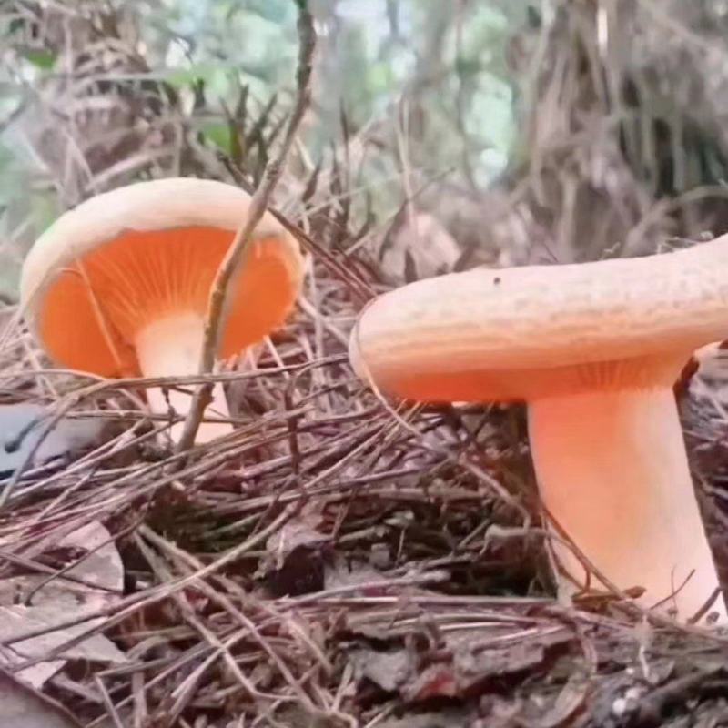 枞树菌，刷把菌，黄花菌，牛杆菌，竹菌，实在做事，不坑人