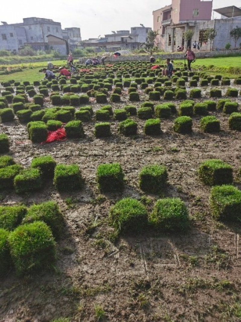 马尼拉草皮，台湾草皮，百慕大