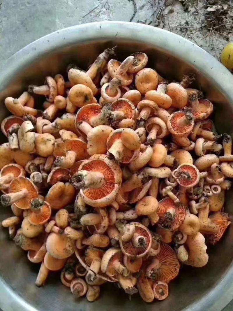 枞树菌，刷把菌，黄花菌，牛杆菌，竹菌，实在做事，不坑人