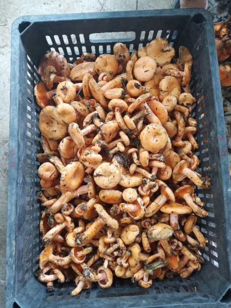 枞树菌，刷把菌，黄花菌，牛杆菌，竹菌，实在做事，不坑人
