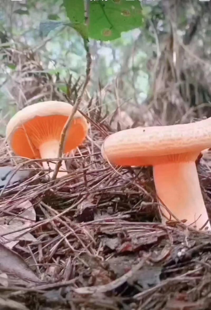 枞树菌，刷把菌，黄花菌，牛杆菌，竹菌，实在做事，不坑人