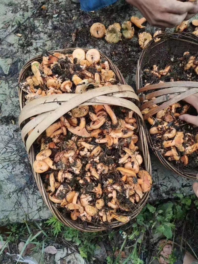 枞树菌，刷把菌，黄花菌，牛杆菌，竹菌，实在做事，不坑人