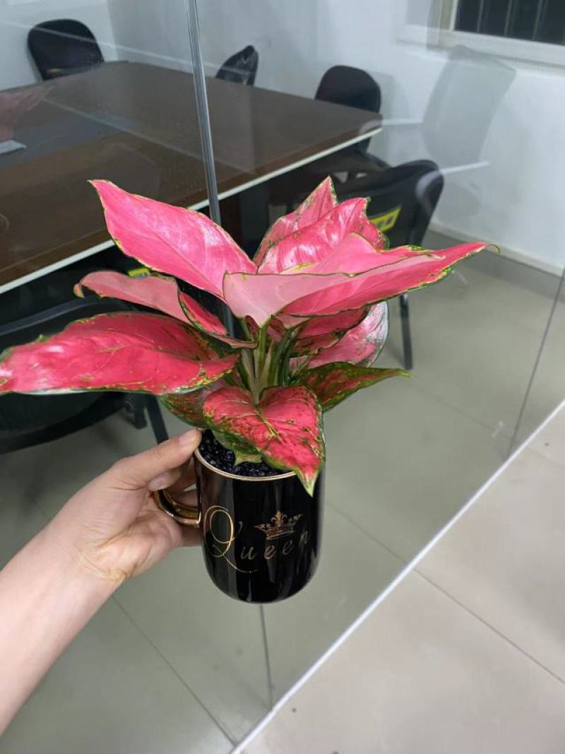 吉利杯，花纹随机，24盆一件