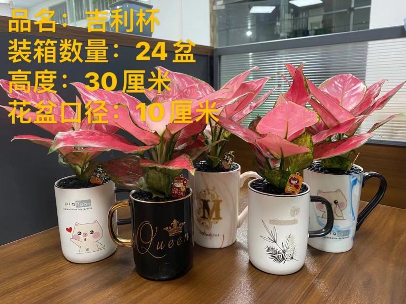吉利杯，花纹随机，24盆一件