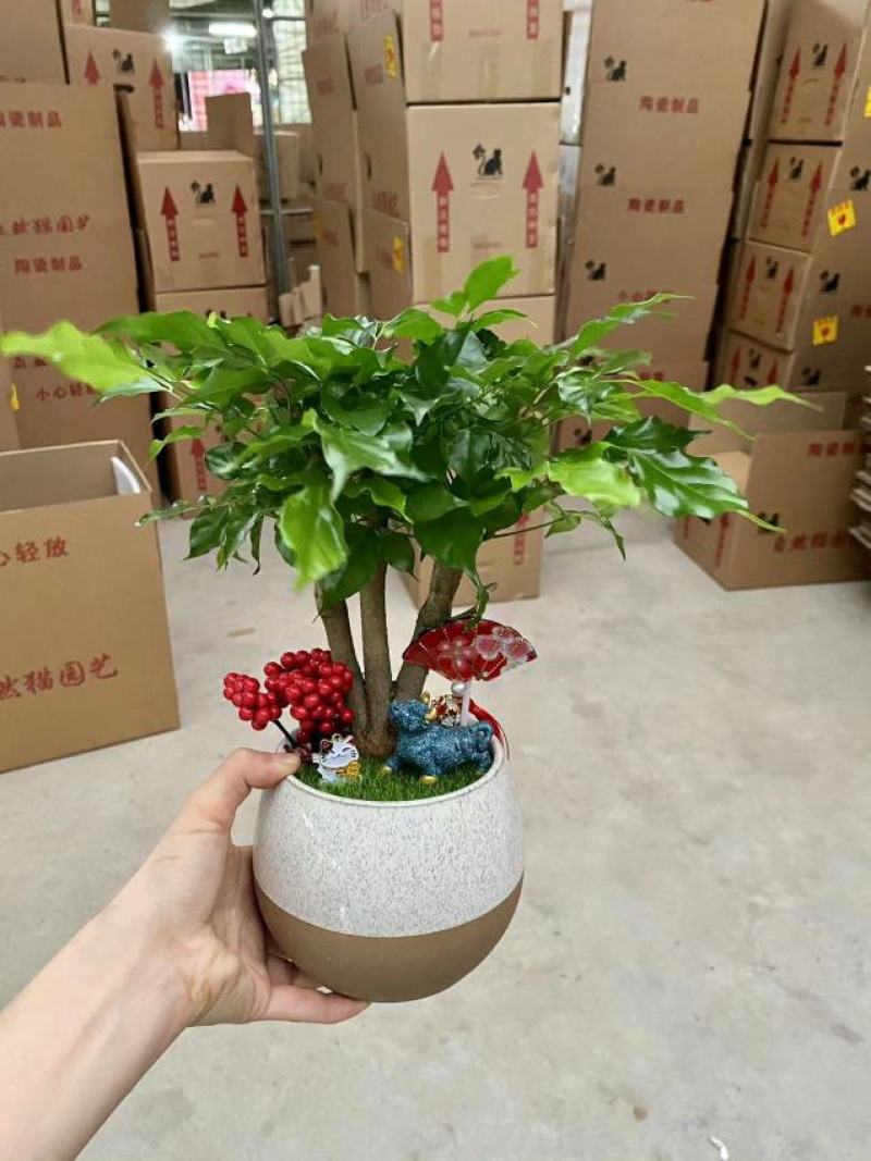如意绿宝幸福树，15盆一件，高度35-40厘米