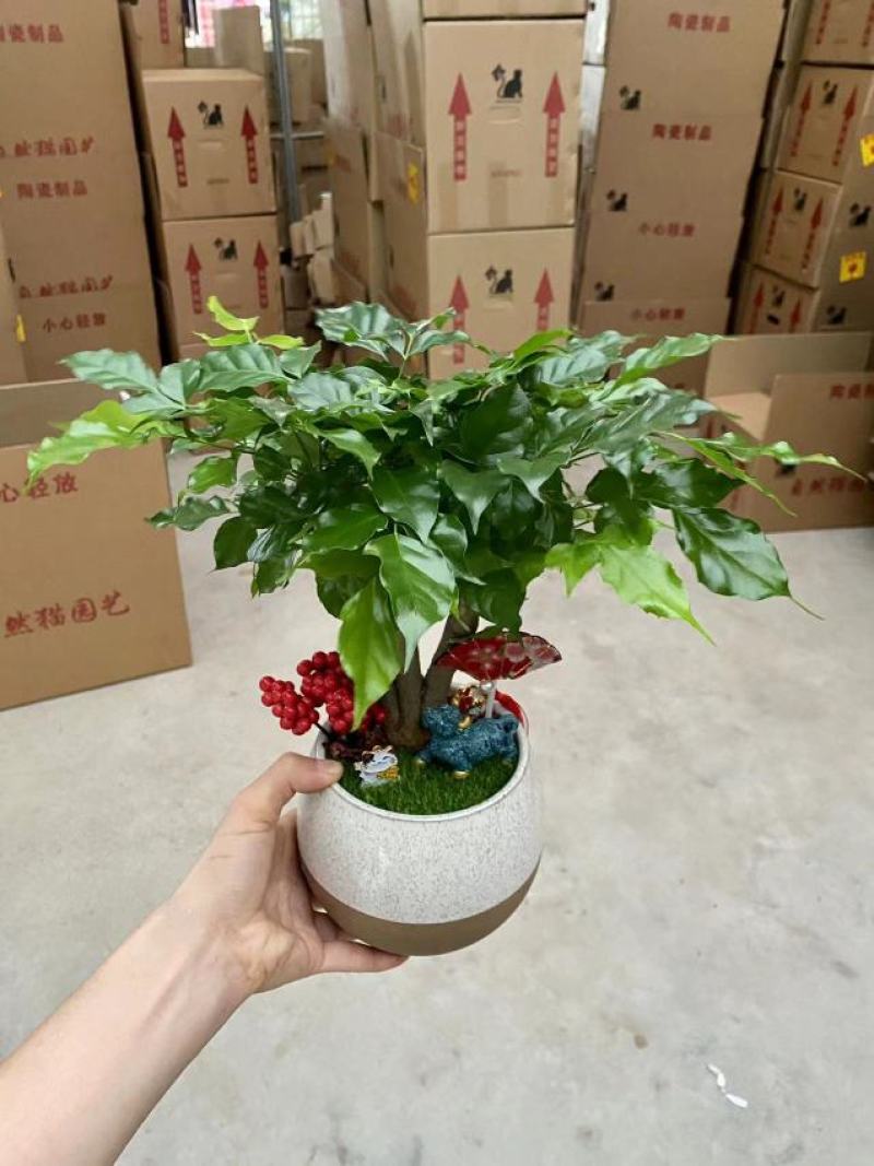 如意绿宝幸福树，15盆一件，高度35-40厘米