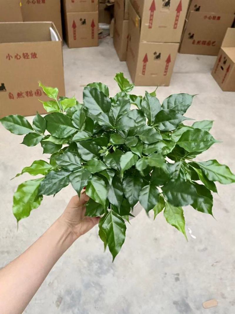 如意绿宝幸福树，15盆一件，高度35-40厘米