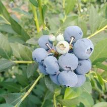 山东蓝莓基地直供莱克西蓝莓，供批发，零售，电商平台