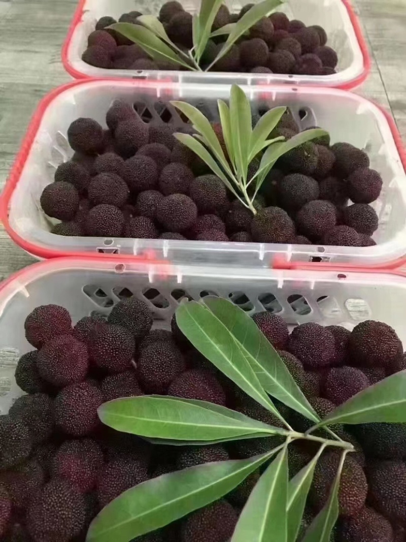 苏州东山乌紫杨梅，火热🔥销售中