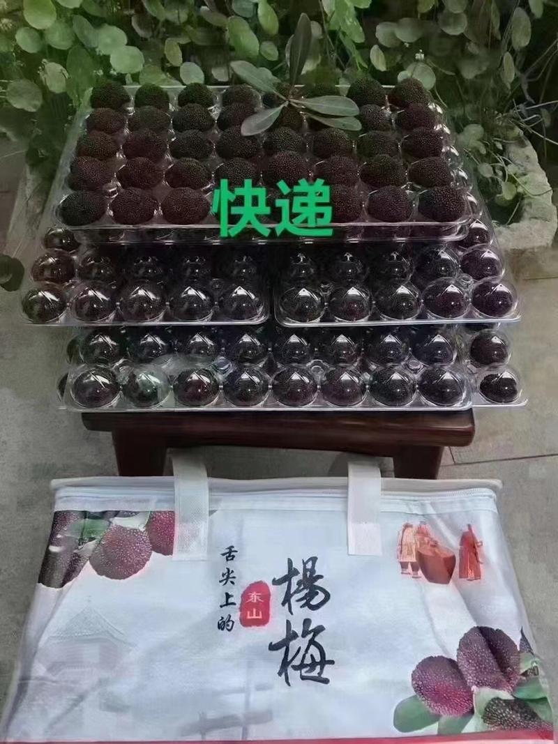 苏州东山乌紫杨梅，火热🔥销售中