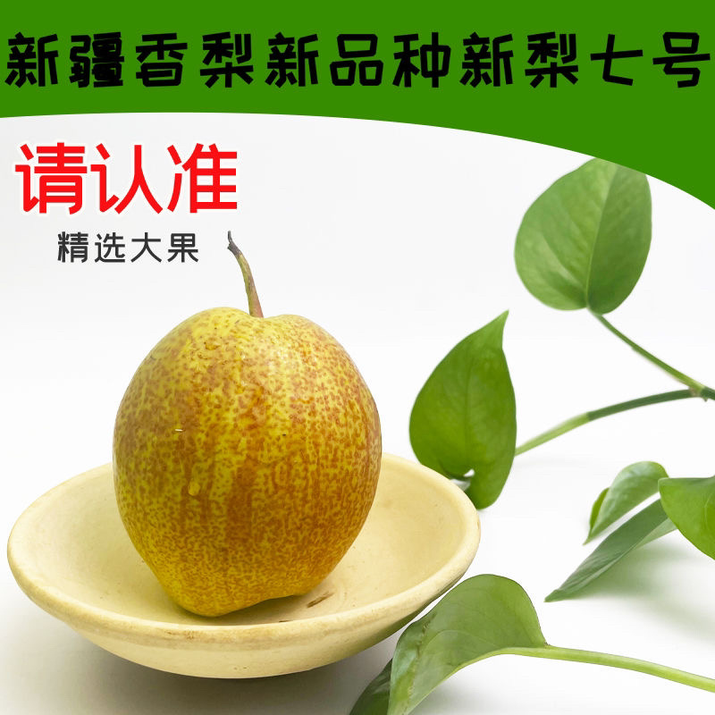 河北新梨七号香梨，大量上市价格优惠货源充足质量有保证