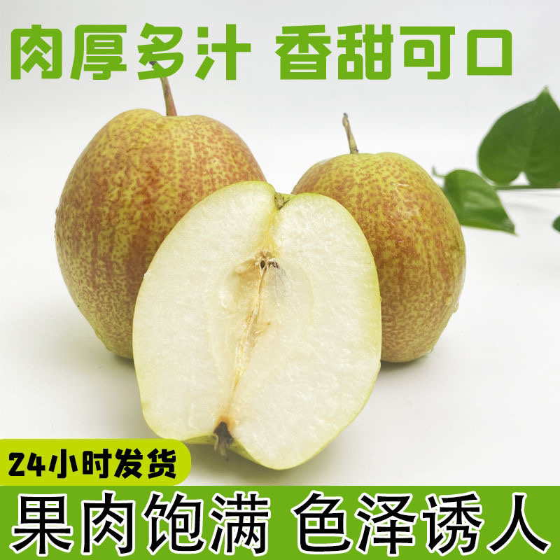 河北新梨七号香梨，大量上市价格优惠货源充足质量有保证
