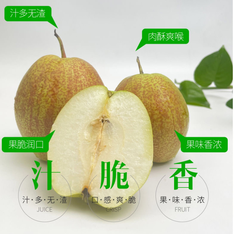 河北新梨七号香梨，大量上市价格优惠货源充足质量有保证