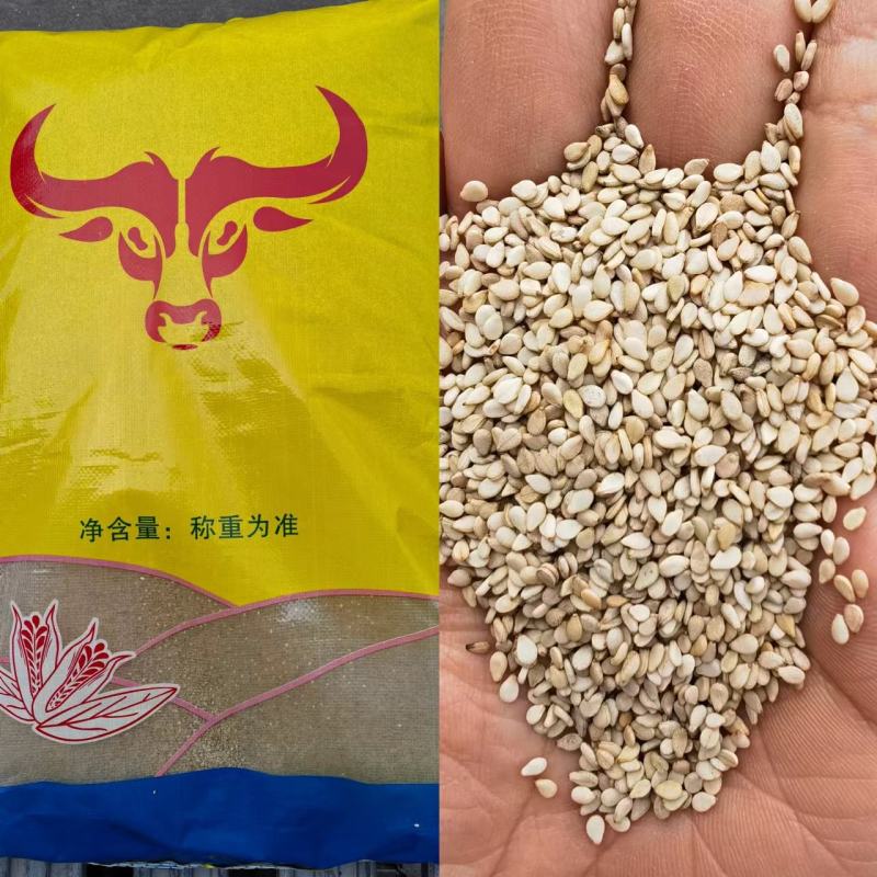 油麻熟白芝麻做芝麻酱磨香油及做食品用料