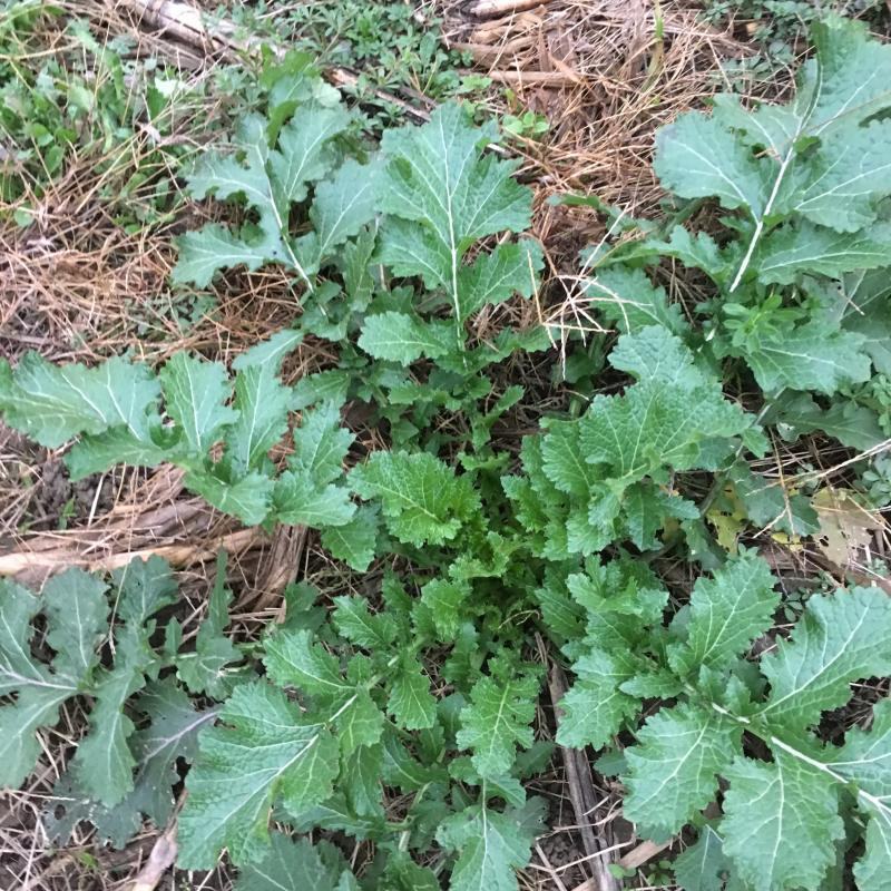 干野腊菜河南特产野油菜野腊菜干野油菜干野菜苦腊菜干包子馅