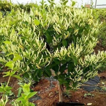 盆栽金银花