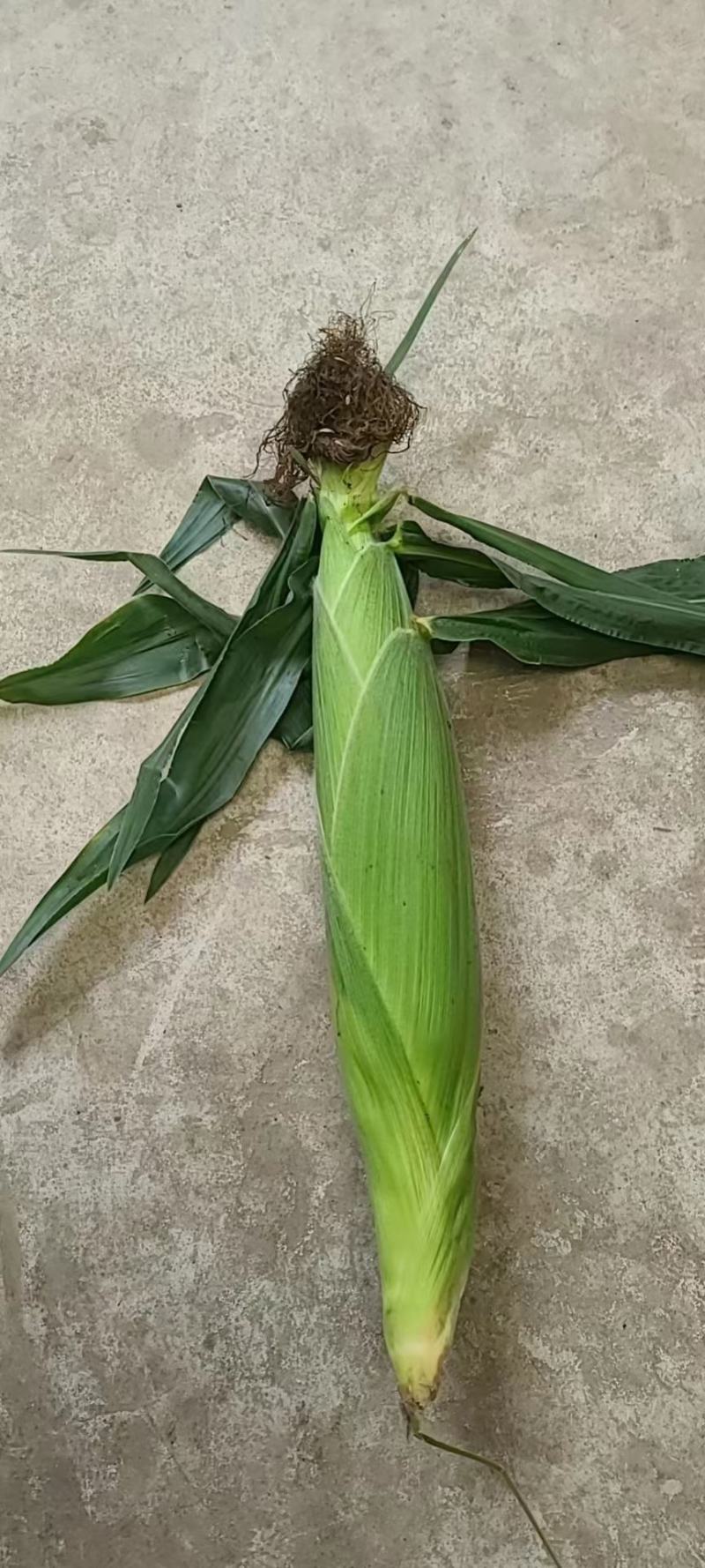 （热销）甜玉米，糯玉米，颗粒饱满，个头大，品种全，质量好