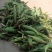 东昊运黑糯玉米