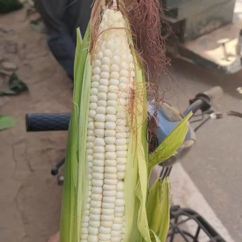 邯郸永年玉米大量有货产地直发诚信经营