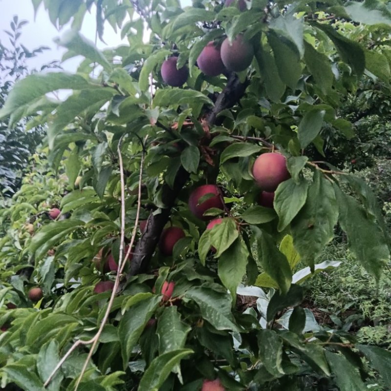 河北保定易县狼牙山大石早生，一手货源价格美丽地头看货