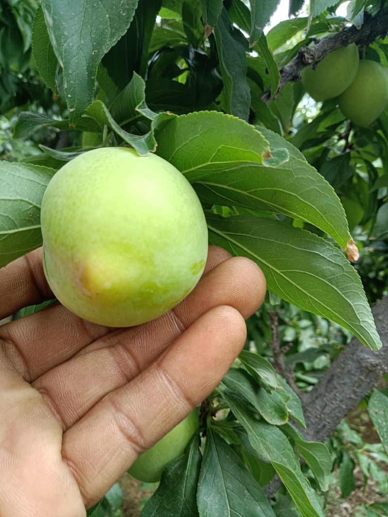 河北保定易县狼牙山大石早生，一手货源价格美丽地头看货