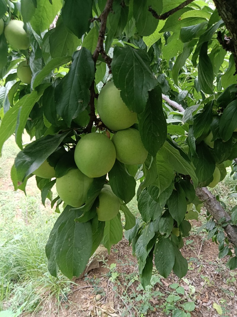 河北保定易县狼牙山大石早生，一手货源价格美丽地头看货