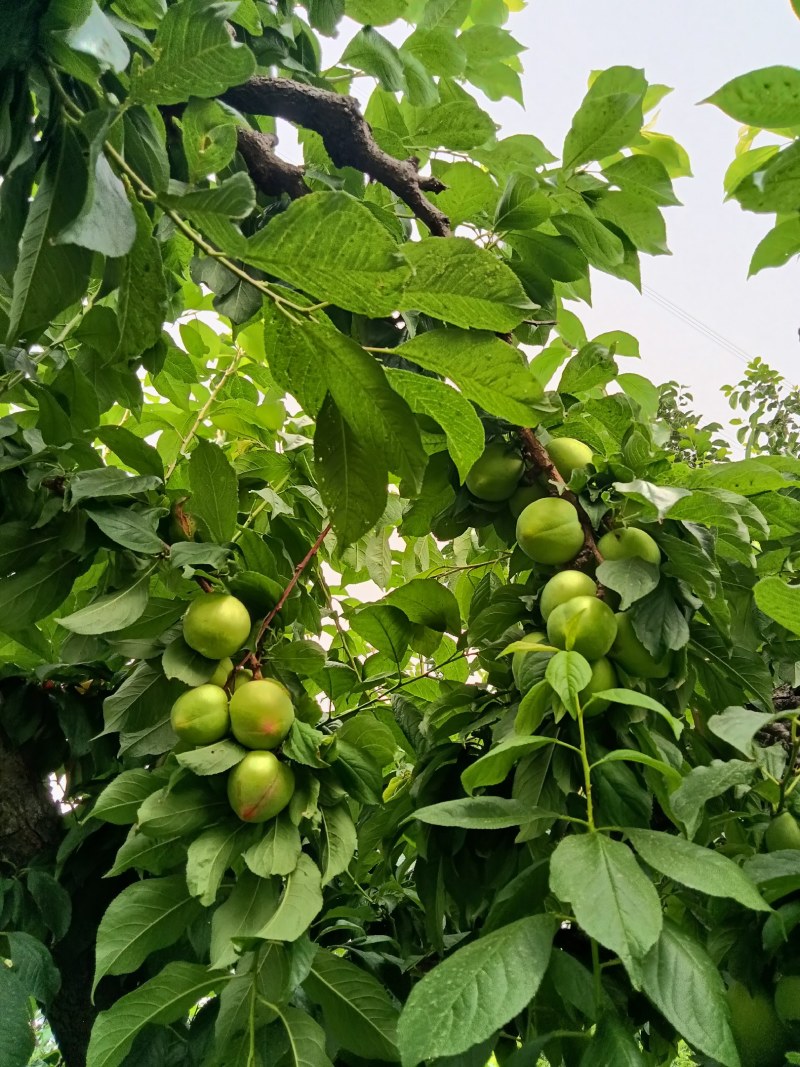 河北保定易县狼牙山大石早生，一手货源价格美丽地头看货