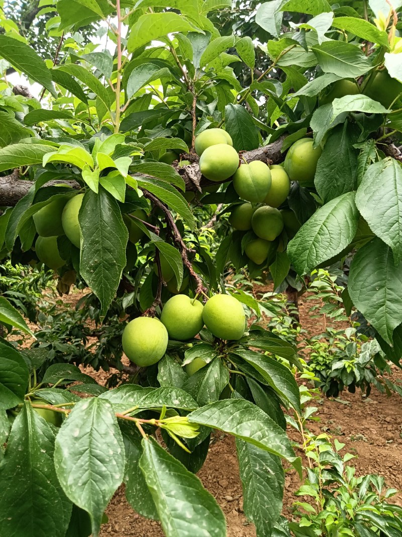 河北保定易县狼牙山大石早生，一手货源价格美丽地头看货