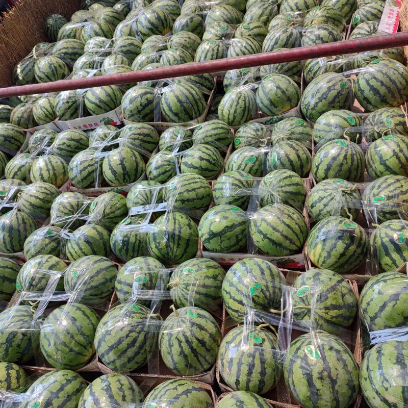精品美都西瓜，品种多多，包熟包甜，欢迎电话优惠！
