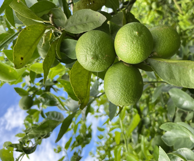 云南塔希提无籽柠檬，基地种植产量大品质稳