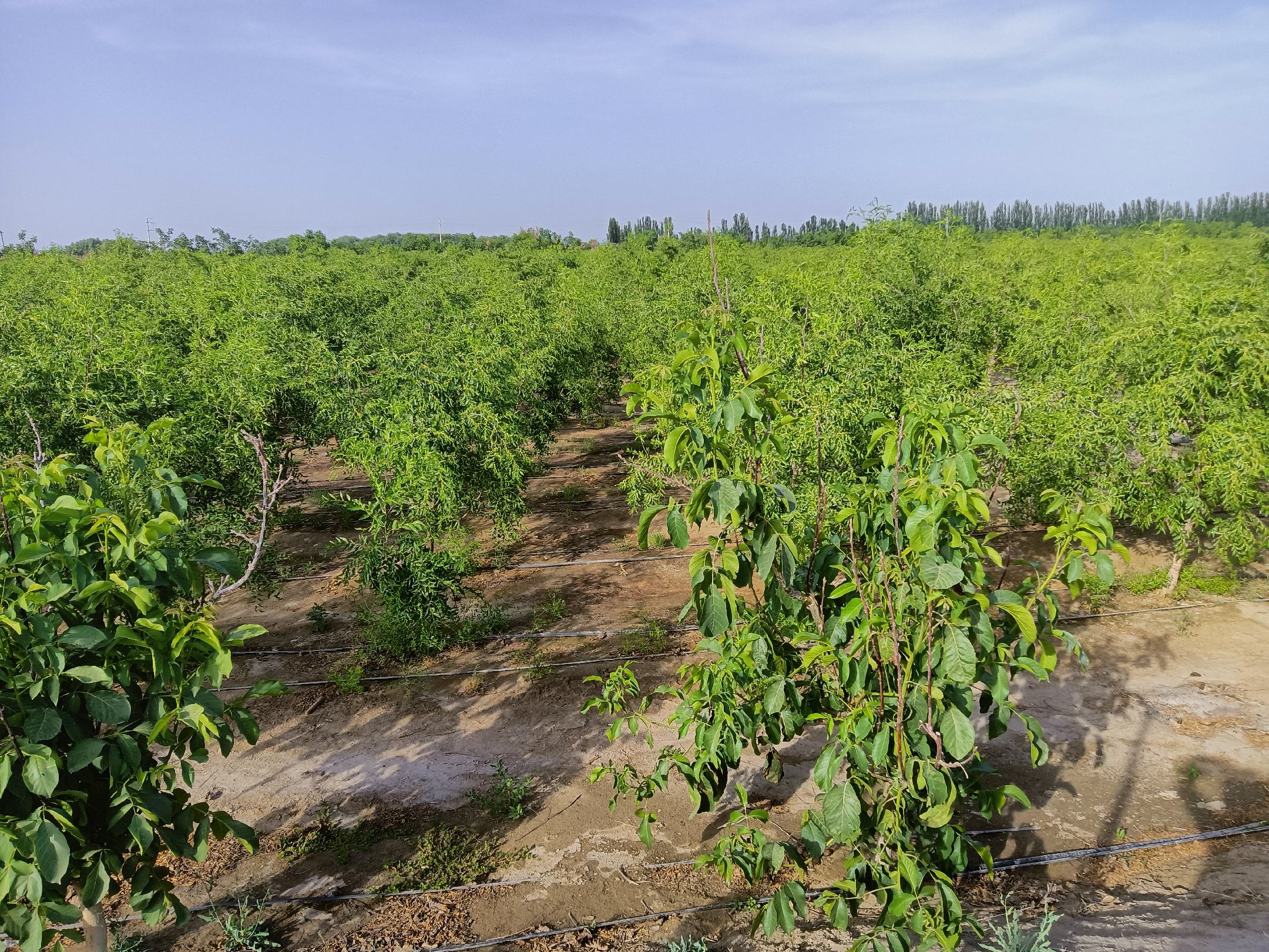 大新鲜枣种植园实景图