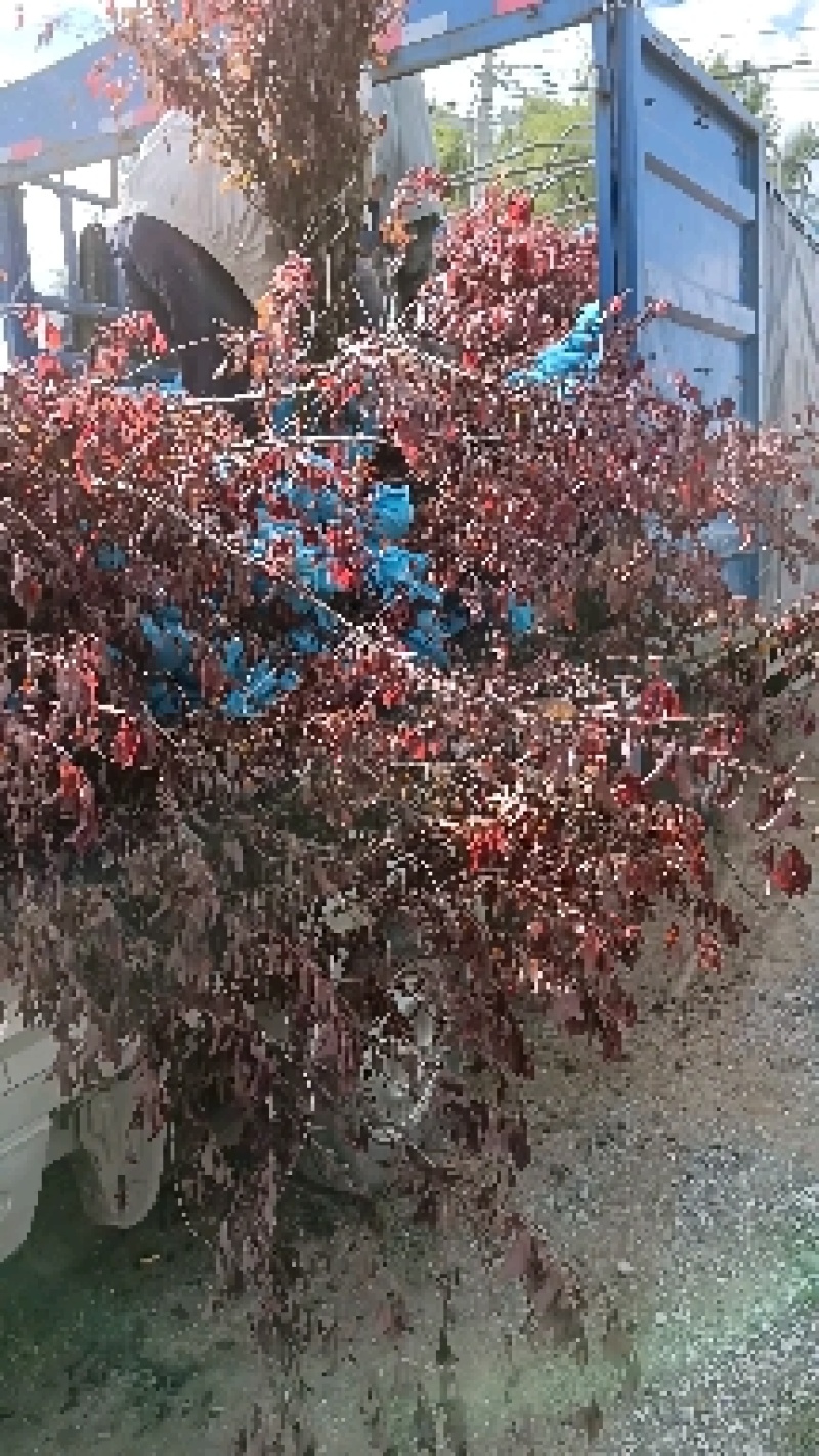 精品红叶李杯苗，13/15杯，产地直发，质量好，价格低。