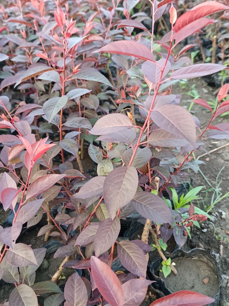 精品红叶李杯苗，13/15杯，产地直发，质量好，价格低。
