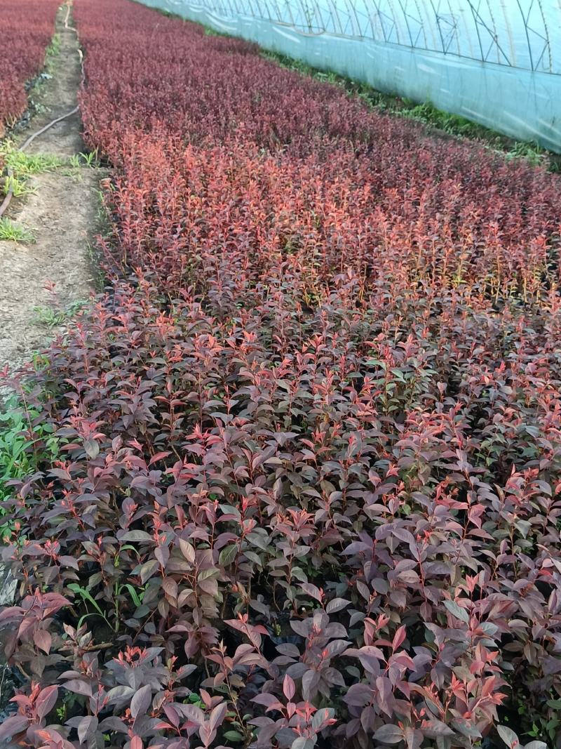 精品红叶李杯苗，13/15杯，产地直发，质量好，价格低。