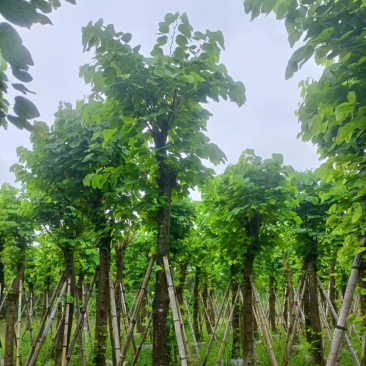 羊蹄甲以叫烟花12公分一15公分