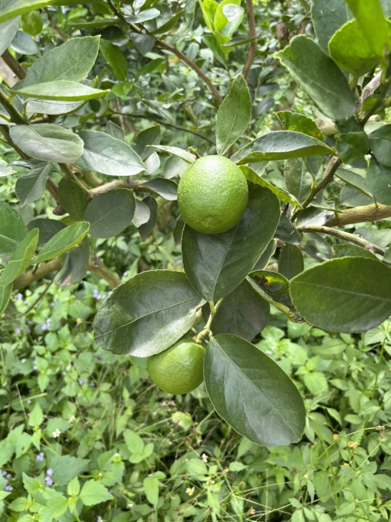 云南塔希提无籽柠檬，基地种植产量大品质稳