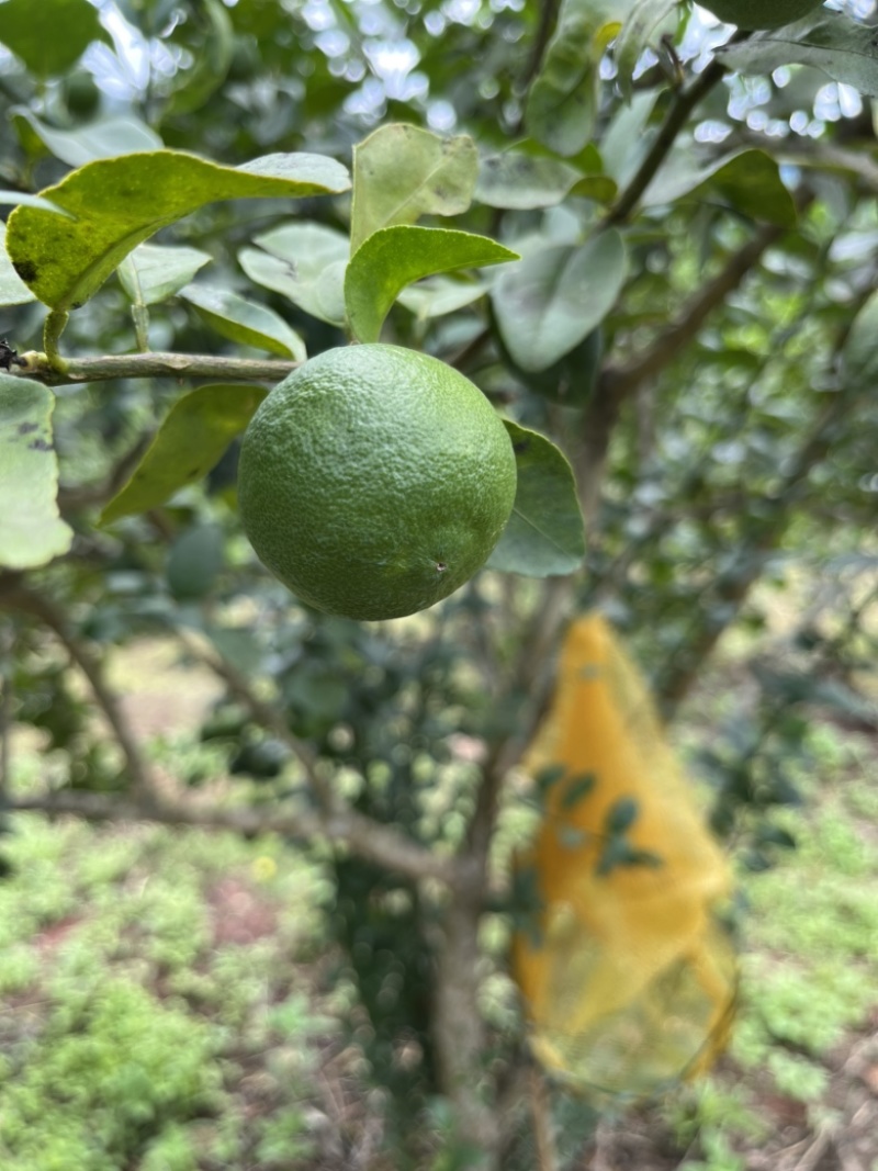 云南塔希提无籽柠檬，基地种植产量大品质稳