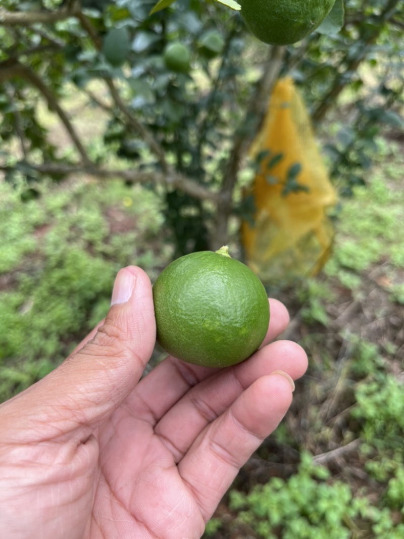 云南塔希提无籽柠檬，基地种植产量大品质稳