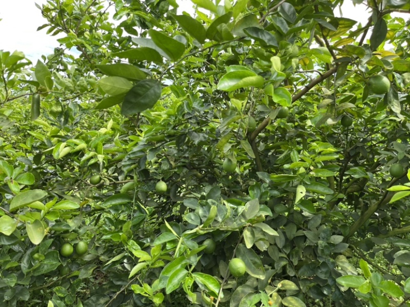云南塔希提无籽柠檬，基地种植产量大品质稳