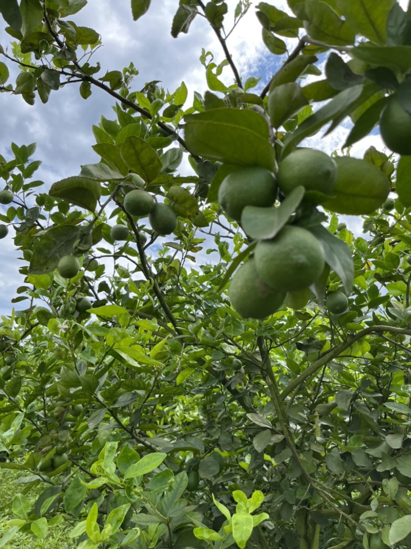 云南塔希提无籽柠檬，基地种植产量大品质稳
