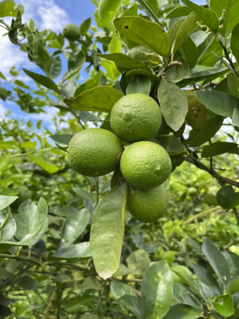 云南塔希提无籽柠檬，基地种植产量大品质稳