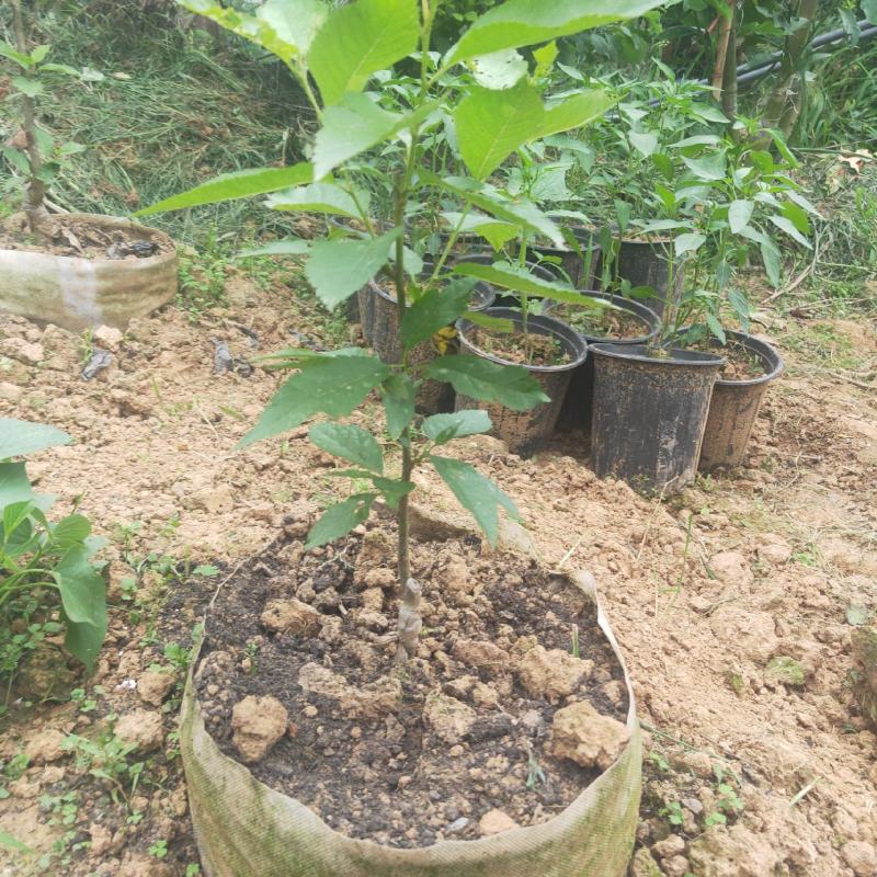 成都本地艾草菖蒲种植基地