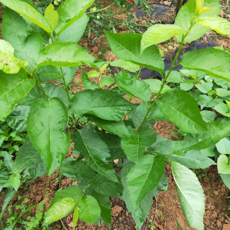 成都本地艾草菖蒲种植基地