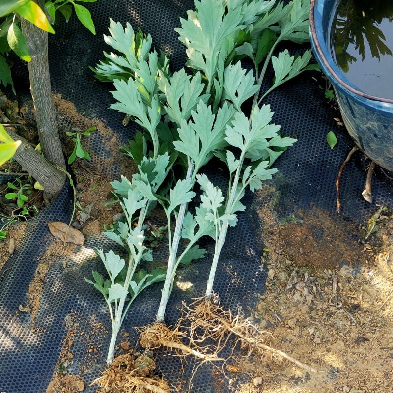 成都本地艾草菖蒲种植基地