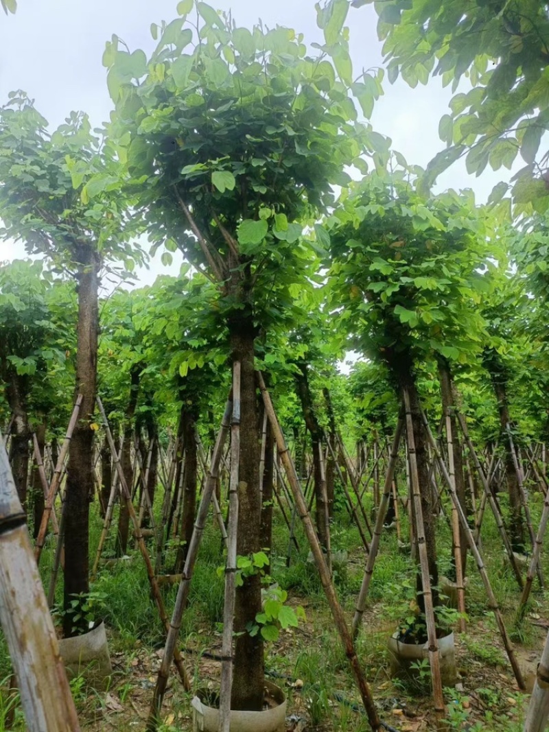 羊蹄甲以叫烟花12公分一15公分
