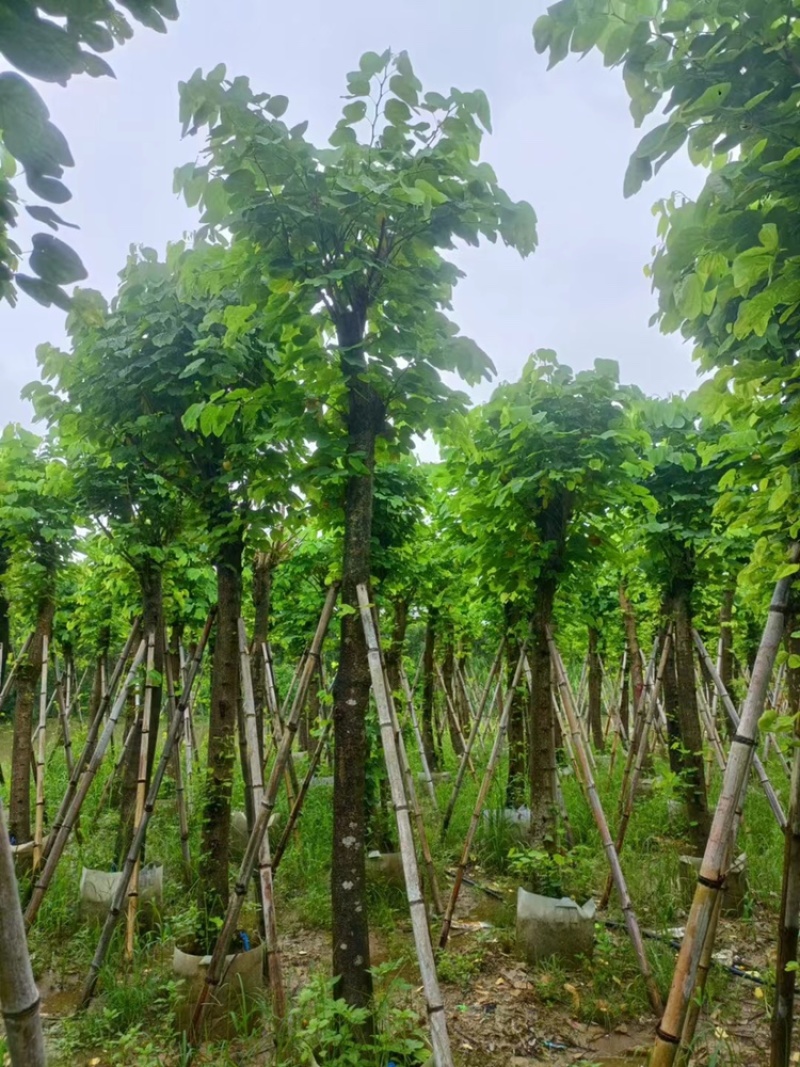 羊蹄甲以叫烟花12公分一15公分