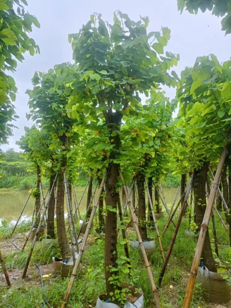 羊蹄甲以叫烟花12公分一15公分