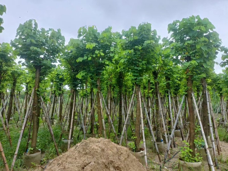 羊蹄甲以叫烟花12公分一15公分