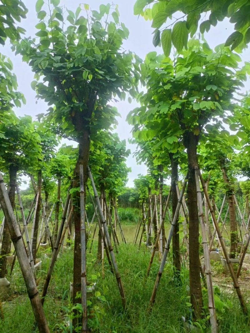 羊蹄甲以叫烟花12公分一15公分