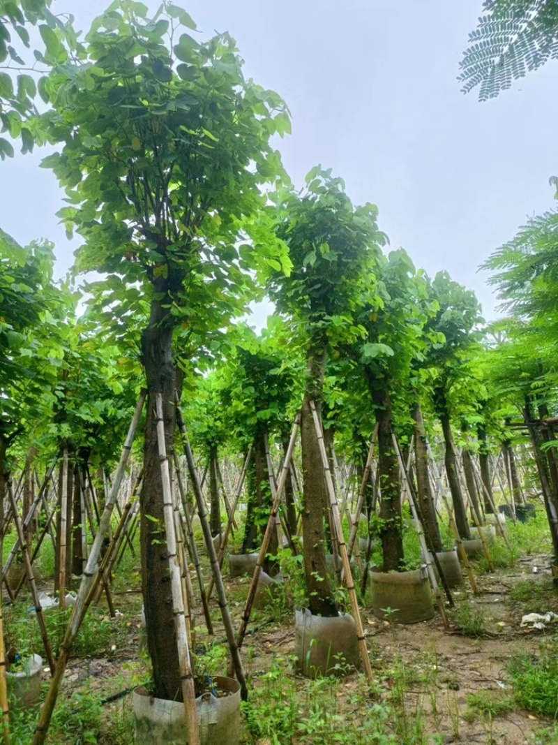 羊蹄甲以叫烟花12公分一15公分